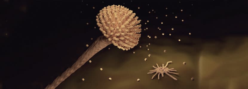 Aflatoxina B1 a Aflatoxina M1, ¿qué ocurre? - Aplicación práctica para tomar decisiones