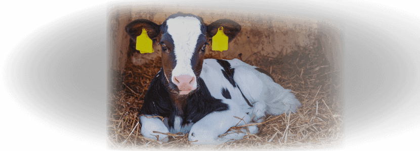 La diarrea neonatal - Un caso frecuente de ceguera de la granja