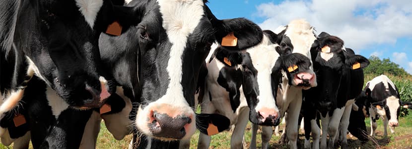 ¿Cómo mantener el bienestar de la vaca durante el ordeño?