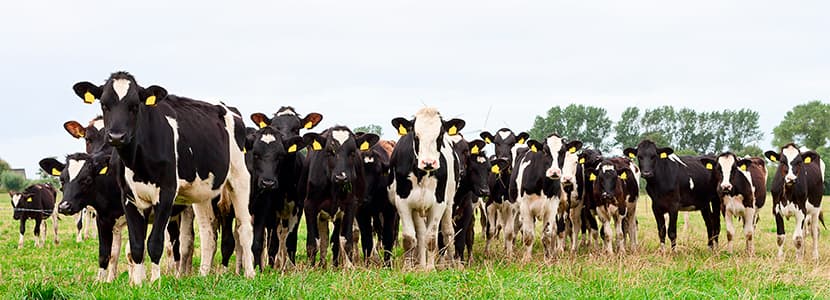 Influencia del manejo en la rentabilidad de la granja