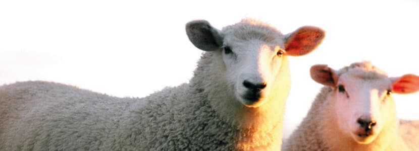 Paranfistomosis en rumiantes en España, ¿cuál es el papel del ganado ovino?