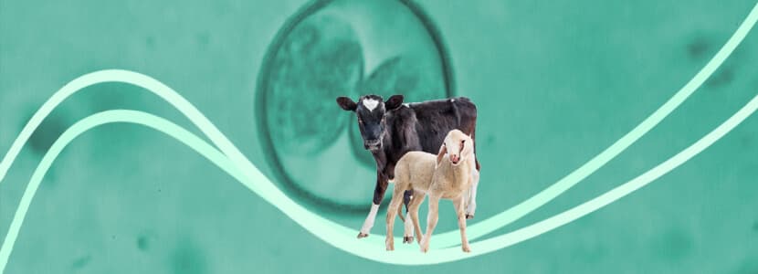 Coccidiosis en rumiantes una infección inevitable