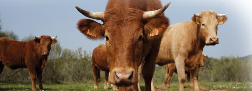 La Corte del Cochino - La ganadería en extensivo en la Sierra de San Pedro