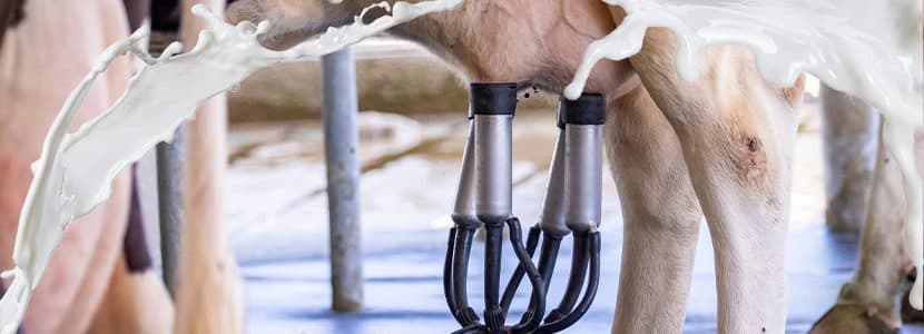 Cetosis: Nuevos datos de prevalencia a través de la medición de BHB de control lechero