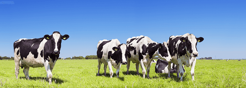 Mejora de la eficiencia alimentaria en la producción de leche - Una historia real