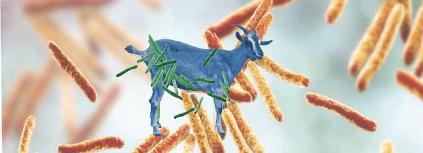Tuberculosis en ganado caprino: situación epidemiológica en España y avances en su diagnóstico
