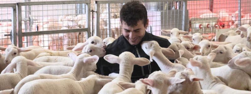 BestCor, la apuesta de Nanta para mejorar la salud y eficiencia en cebaderos ovinos
