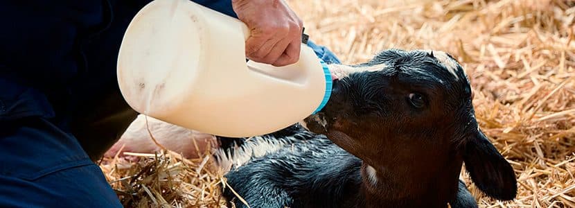 Reconsiderar la alimentación restringida en terneras lactantes