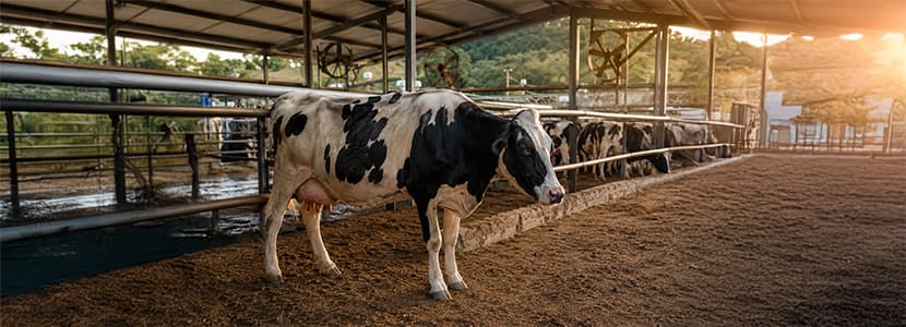 El estrés por calor compromete la fertilidad y la producción de leche en granjas lecheras del Mediterráneo
