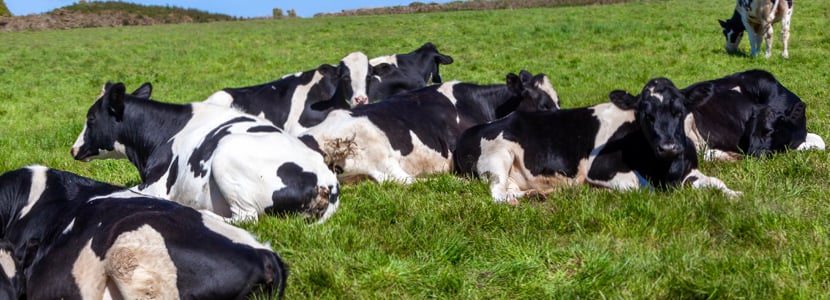 Racionamiento alimenticio en vacuno lechero y medio ambiente
