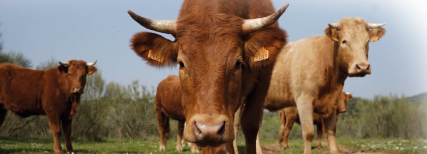 La Corte del Cochino - La ganadería en extensivo en la Sierra de San Pedro