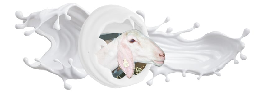 Ordeño y calidad de leche en explotaciones de ganado ovino: Parte I. Extracto quesero y recuento celular y bacteriológico