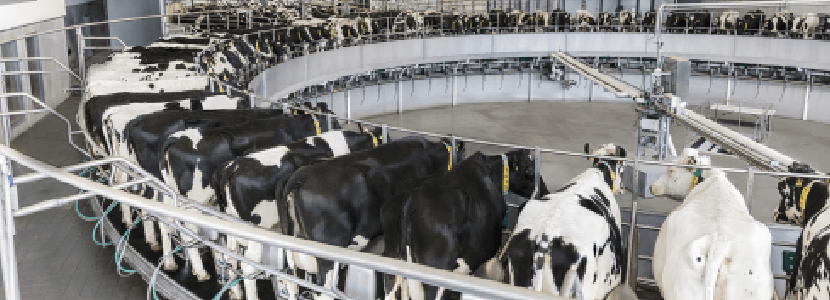 La sala de ordeño rotativa T8900 está de aniversario en España