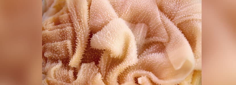 Más allá del estímulo de la flora ruminal
