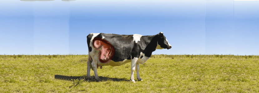 Claves para el éxito reproductivo en vacas lecheras