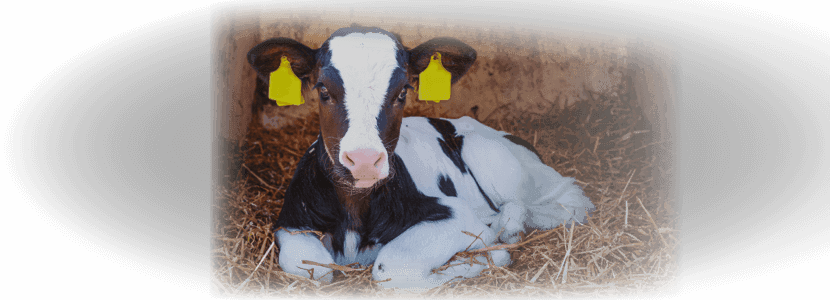 La diarrea neonatal - Un caso frecuente de ceguera de la granja