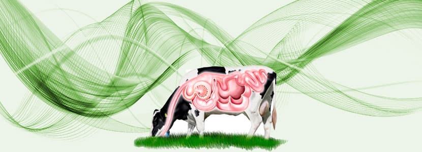 Valkalor de Idena, aumenta las fermentaciones energéticas en el rumen