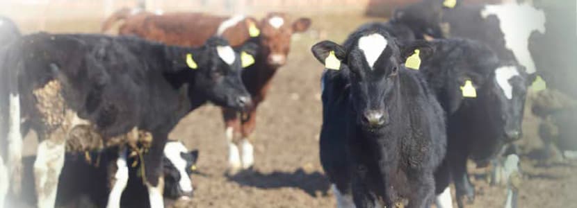 Manejo reproductivo en novillas: herramientas para alcanzar los objetivos de recría