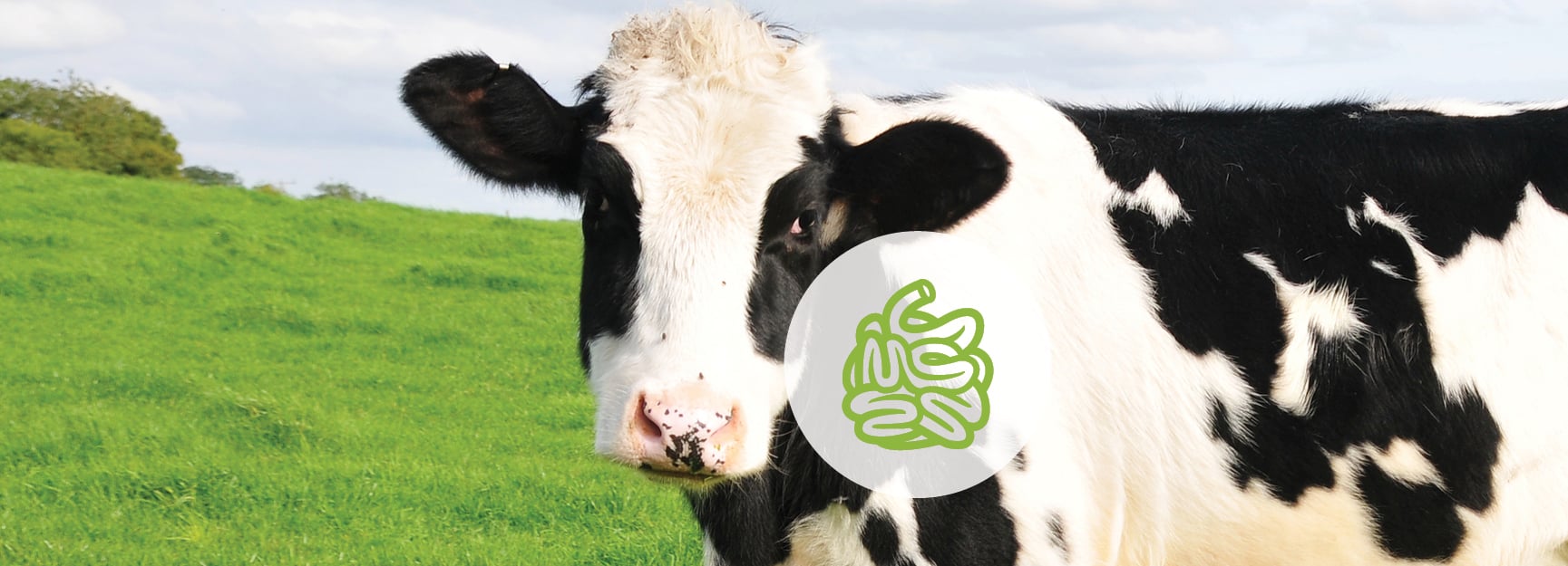 Fermentados AMBiotec - Posbióticos en rumiantes