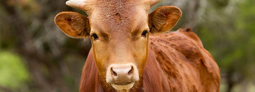 Dos subtipos de Mycoplasma bovis circulan de forma endémica en España