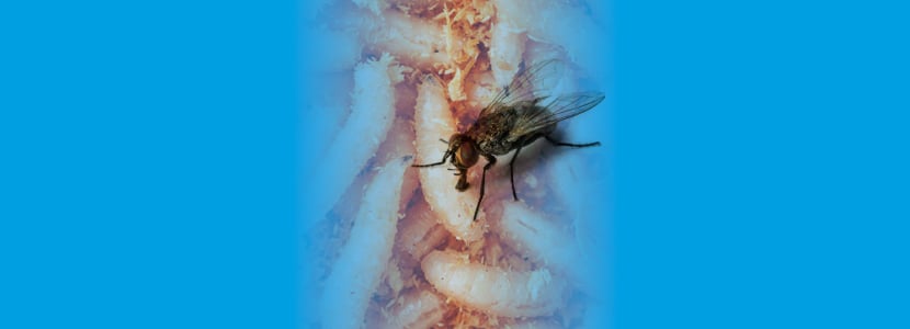 La importancia del control de insectos en la época estival