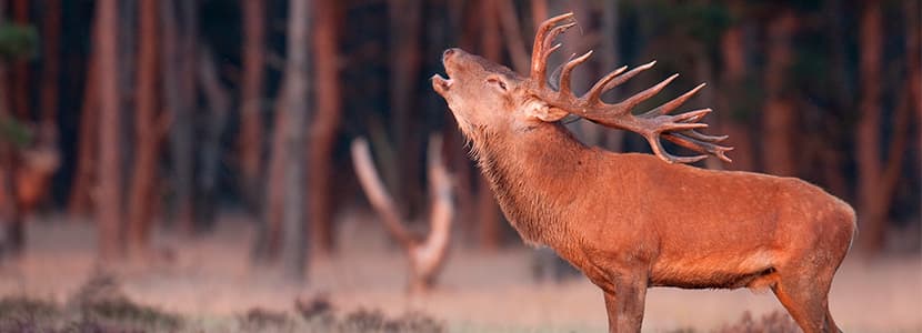 Interfaz ganado-fauna: enfermedades compartidas, factores de riesgo y control
