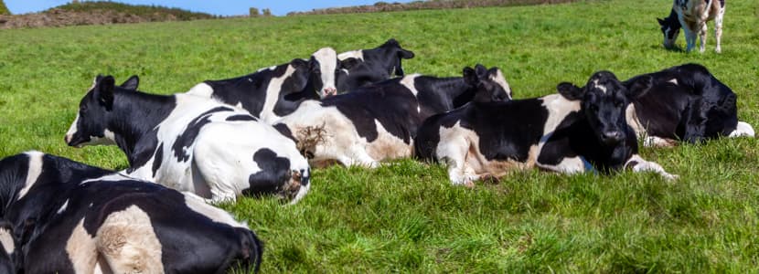Racionamiento alimenticio en vacuno lechero y medio ambiente