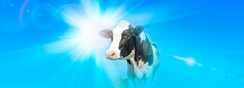 Las claves para afrontar el estrés por calor en vacas de leche
