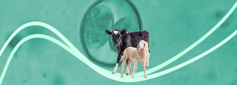 Coccidiosis en rumiantes una infección inevitable