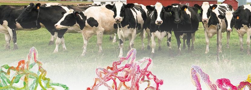 ¿Cómo disminuir los Kg de CO2eq en una granja lechera?