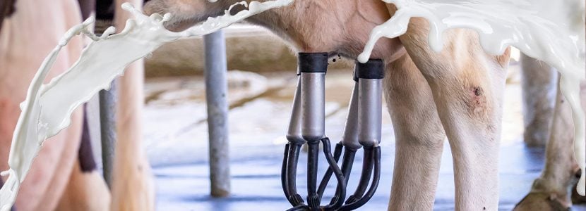 Cetosis: Nuevos datos de prevalencia a través de la medición de BHB de control lechero