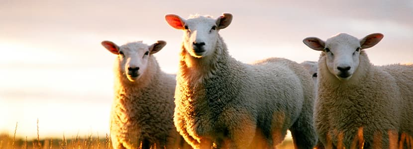 Abordaje sostenible al control parasitario en pequeños rumiantes