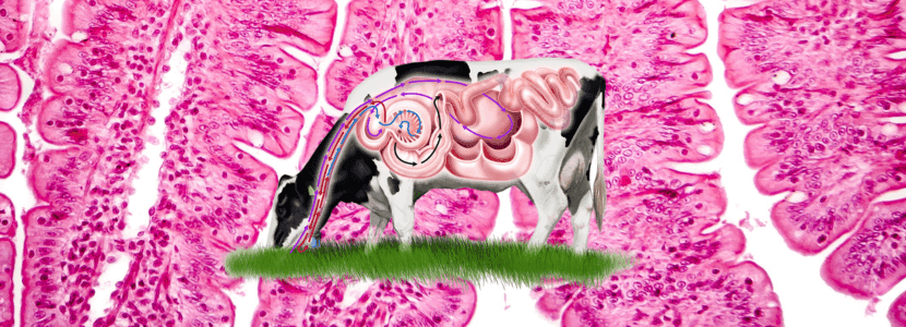 Fisiologia digestiva II