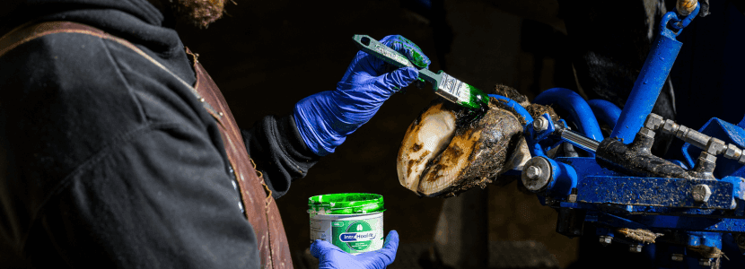 Promueve la Salud de las Pezuñas con The Real Green de Intra Hoof-fit