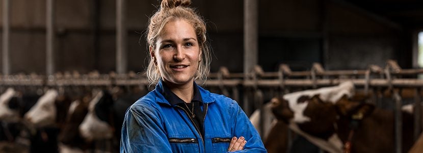 En caso de duda, la vaca va al potro lo antes posible