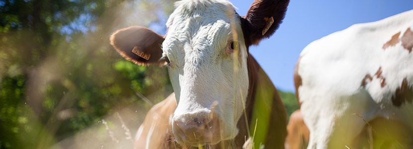 Biozul®+, protección eficaz y duradera