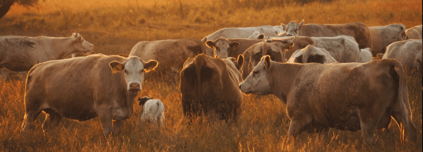 La paralización del tratado Mercosur: un respiro para los ganaderos