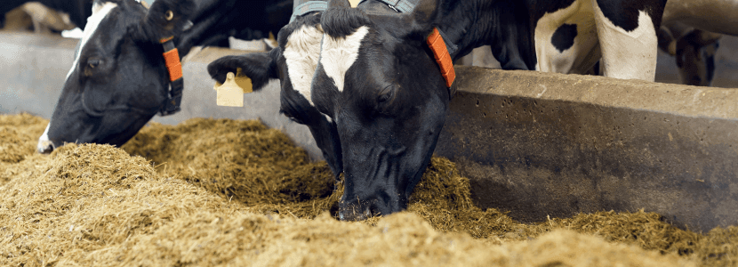 Reducir la proteína en la dieta de las vacas mejora la sostenibilidad