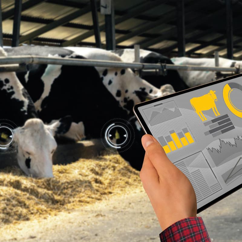 Predicción del índice de estrés térmico e impacto en la producción en tiempo real mediante la plataforma digital NEIKER-KABE