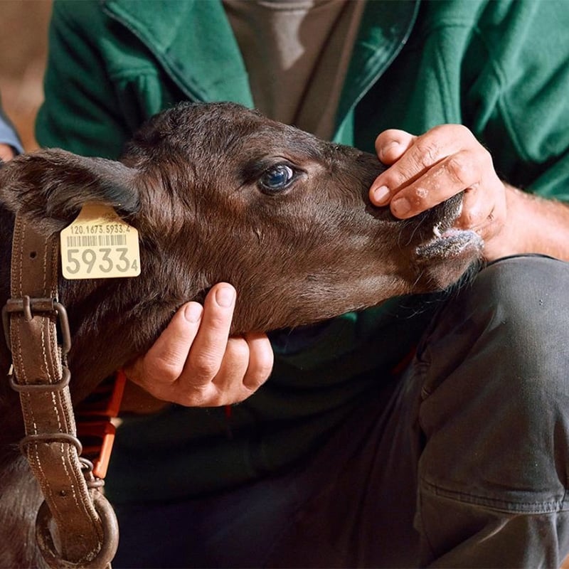 Boehringer Ingelheim lanza la campaña “Un momento antes” para promover la prevención de las zoonosis con motivo del Día Mundial de la Zoonosis