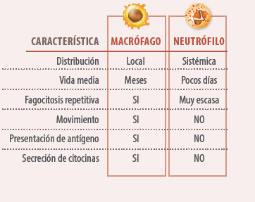 alteraciones sistema inmune