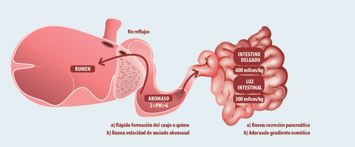 producción carne de vacuno