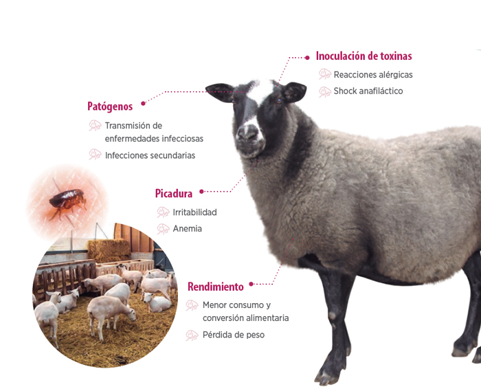 insectos en ganadería