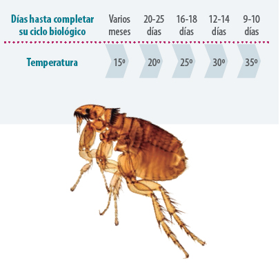 insectos ganadería