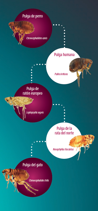 insectos en ganadería