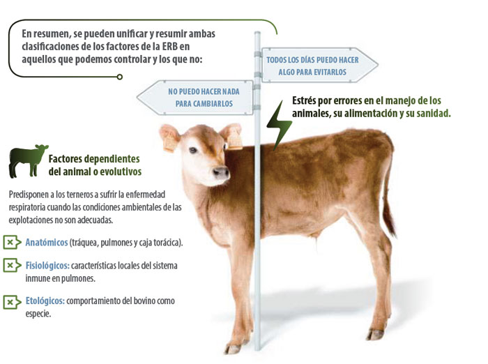 patología terneros