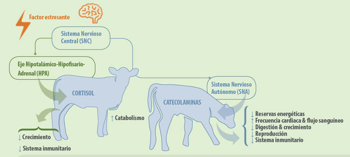 patología terneros
