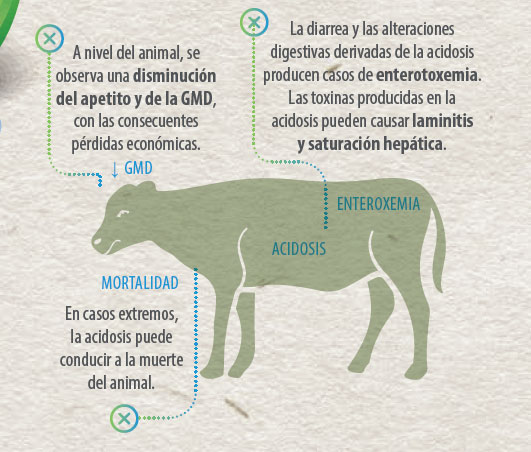 alimentación rumiantes