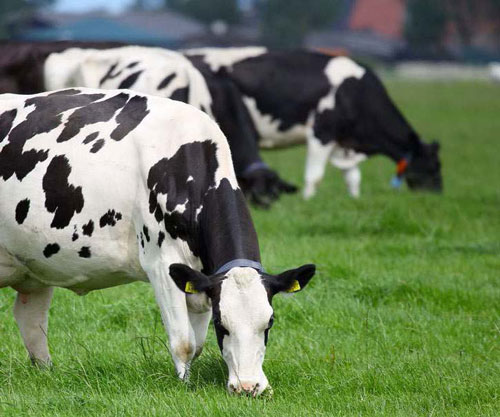 gastos económicos granja recría