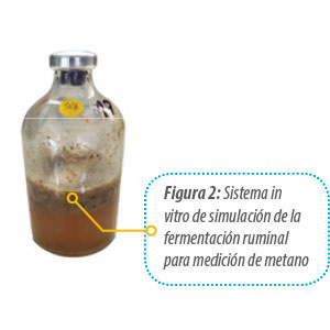frasco-marron